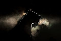 Sylwetka traken pies hoduje Amerykańskiego Staffordshire Terrier w backlight na czarnym tle obraz stock Sylwetka traken pies hoduje Amerykańskiego Staffordshire Terrier w backlight na czarnym tle obraz stock