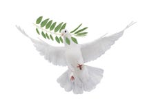 Free flying white dove isolated