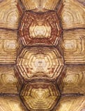 Symmetrical turtle shell texture