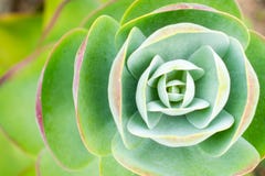 Symmetrical plant seen from above stock photos Symmetrical plant seen from above stock photos