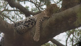 sypialny gepard obraz royalty free sypialny gepard obraz royalty free