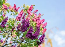 Syringa άνθησης Ιώδης κλάδος στην άνοιξη Ιώδη florets του ιώδους ελατηρίου στον κήπο στοκ εικόνα με δικαίωμα ελεύθερης χρήσης Syringa άνθησης Ιώδης κλάδος στην άνοιξη Ιώδη florets του ιώδους ελατηρίου στον κήπο στοκ εικόνα με δικαίωμα ελεύθερης χρήσης