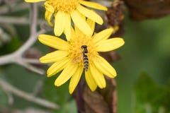 Syrphidae Hoverfly kryp på den gula tusenskönablomman, slut upp arkivfoto Syrphidae Hoverfly kryp på den gula tusenskönablomman, slut upp arkivfoto