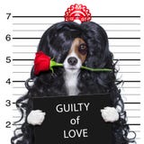 Szalony w miłość valentines psim mugshot zdjęcia royalty free Szalony w miłość valentines psim mugshot zdjęcia royalty free