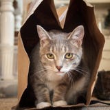 Szary & Biały kot w Brown Papierowej torbie zdjęcia stock Szary & Biały kot w Brown Papierowej torbie zdjęcia stock