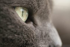 Szary kota portreta zakończenie w górę fotografii obraz stock Szary kota portreta zakończenie w górę fotografii obraz stock