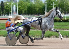 Szary koński Orlov kłusaka traken w ruchu obraz stock Szary koński Orlov kłusaka traken w ruchu obraz stock