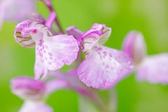 Szczegół różowa orchidea zdjęcia royalty free Szczegół różowa orchidea zdjęcia royalty free