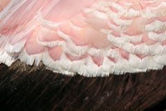 Szczeg?? r??owy i czarny upierzenia pi?rko du?y ptak Wystawiaj?cy rachunek bocian, Mycteria ibis, siedzi w trawie, Tanzania Rzeka fotografia stock Szczeg?? r??owy i czarny upierzenia pi?rko du?y ptak Wystawiaj?cy rachunek bocian, Mycteria ibis, siedzi w trawie, Tanzania Rzeka fotografia stock