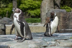 Szczegółu portret pingwin Dwa pingwinu z belfrem w środku, patrzeje dla pary pingwiny zdjęcia stock Szczegółu portret pingwin Dwa pingwinu z belfrem w środku, patrzeje dla pary pingwiny zdjęcia stock