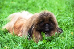 szczeniaka pekingese pies zdjęcie stock szczeniaka pekingese pies zdjęcie stock