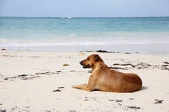 Szczęśliwy brązu Shorthair psa lying on the beach na brzeg na białym piasku W tle jest szeroki błękitny Atlantycki ocean _ obrazy stock Szczęśliwy brązu Shorthair psa lying on the beach na brzeg na białym piasku W tle jest szeroki błękitny Atlantycki ocean _ obrazy stock
