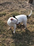 Szczęśliwy szczura Terrier bezpański ratuneku pies Adoptuje obrazy royalty free Szczęśliwy szczura Terrier bezpański ratuneku pies Adoptuje obrazy royalty free