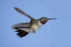 szeroki hummingbird platycercus selasphorus ogoniasty Obrazy Stock szeroki hummingbird platycercus selasphorus ogoniasty Obrazy Stock