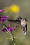 szeroki hummingbird platycercus selasphorus ogoniasty obrazy royalty free szeroki hummingbird platycercus selasphorus ogoniasty obrazy royalty free