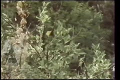 Szeroki strzał czaszka w krzakach zbiory wideo Szeroki strzał czaszka w krzakach zbiory wideo
