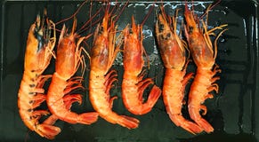 Sześć dużych langoustines na smaży niecce fotografia royalty free Sześć dużych langoustines na smaży niecce fotografia royalty free