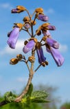 Szybko rozwijający się drzewa Paulownia kwiat nad niebieskim niebem z chmurami fotografia royalty free Szybko rozwijający się drzewa Paulownia kwiat nad niebieskim niebem z chmurami fotografia royalty free