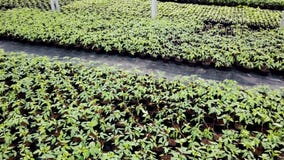 Sämlingskindertagesstätte, Jungpflanzen, die in einem Gewächshaus wachsen stock footage Sämlingskindertagesstätte, Jungpflanzen, die in einem Gewächshaus wachsen stock footage