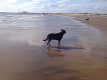 sätta på land hunden arkivfoto sätta på land hunden arkivfoto
