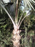SÅG DEN PALMETTO/SERENOA REPENS VÄXTEN arkivbild SÅG DEN PALMETTO/SERENOA REPENS VÄXTEN arkivbild