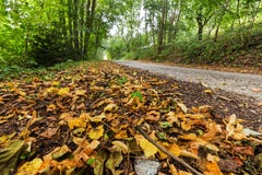 Séchez les feuilles tombées sur le chemin forestier Images stock Séchez les feuilles tombées sur le chemin forestier Images stock