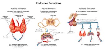 Sécrétions endocriniennes