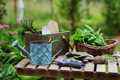 Sélection de la menthe organique fraîche de propre jardin Gardenwork d'été à la ferme images stock Sélection de la menthe organique fraîche de propre jardin Gardenwork d'été à la ferme images stock