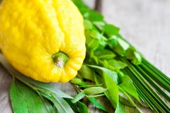 Símbolos de Sukkot imagens de stock Símbolos de Sukkot imagens de stock