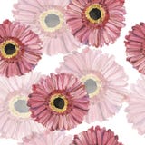 Sömlös modell med rosa blommor för gerberatusensköna för flygillustration för näbb dekorativ bild dess paper stycksvalavattenfärg vektor illustrationer Sömlös modell med rosa blommor för gerberatusensköna för flygillustration för näbb dekorativ bild dess paper stycksvalavattenfärg vektor illustrationer