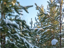 Sörja filialer med visare som täckas med snö mot den blåa himlen royaltyfria foton Sörja filialer med visare som täckas med snö mot den blåa himlen royaltyfria foton
