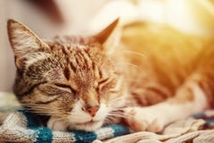 Söta sömnar för härlig katt, solnedgång arkivfoton Söta sömnar för härlig katt, solnedgång arkivfoton