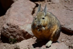 Süd-Viscacha PotosÃ-Abteilung bolivien Stockfotos Süd-Viscacha PotosÃ-Abteilung bolivien Stockfotos