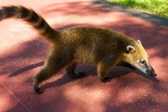 Südamerikanischer Coati bei den Iguaçu-Wasserfälle stockfotos Südamerikanischer Coati bei den Iguaçu-Wasserfälle stockfotos