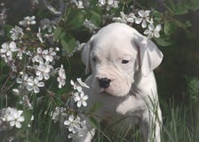 Słodka szczeniaka Dogo Argentino pozycja w kwiatonośnych drzewach obraz royalty free Słodka szczeniaka Dogo Argentino pozycja w kwiatonośnych drzewach obraz royalty free