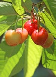 Słodkie Organicznie wiśnie z Zielonymi liśćmi Fotografia Stock Słodkie Organicznie wiśnie z Zielonymi liśćmi Fotografia Stock