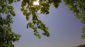 Słońce błyszczy przez zielonych liści Słońce błyszczy przez zielonych liści