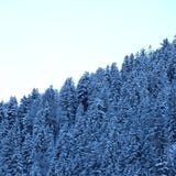 For?t alpine montagneuse de pin de Milou images libres de droits For?t alpine montagneuse de pin de Milou images libres de droits