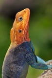 Tęczy agama Obrazy Royalty Free