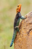 Tęczy agama Fotografia Royalty Free