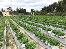 ` T de ferme de fraise Le ` Suan Pheung, Ratchaburi d'Udom montre des arbousiers dans des sacs dans les rangées souhaitant la bie Photo libre de droits ` T de ferme de fraise Le ` Suan Pheung, Ratchaburi d'Udom montre des arbousiers dans des sacs dans les rangées souhaitant la bie Photo libre de droits
