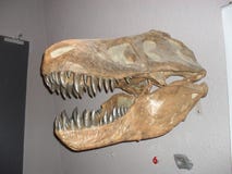 T-rex arkivfoton T-rex arkivfoton