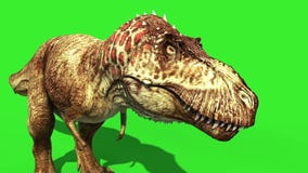 Tyrannosaurus T-Rex Run Green Screen 3D , Stock Video