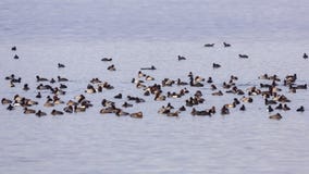 Tłum Waterfowl Tłum Waterfowl