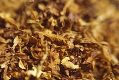 Tabaco foto de stock Tabaco foto de stock