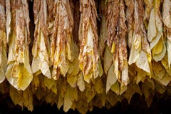 Tabaco imagens de stock Tabaco imagens de stock