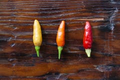 Tabasco Pepper Hot Pepper in Three Colors royalty free stock images Tabasco Pepper Hot Pepper in Three Colors royalty free stock images