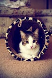 Tabby Cat Royalty Free Stock Images
