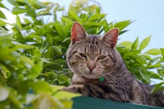 Tabby Cat In Garden Royalty Free Stock Photos