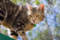 Tabby Cat In Garden Stock Photo